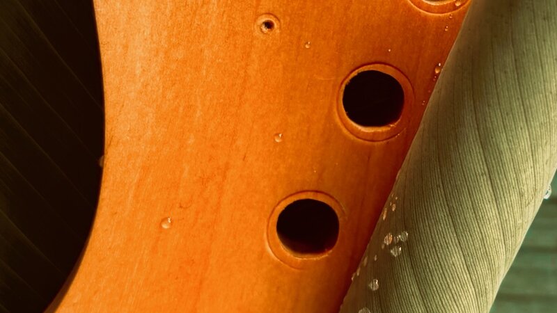 Photograph of guitar neck and plant, June, 2025.