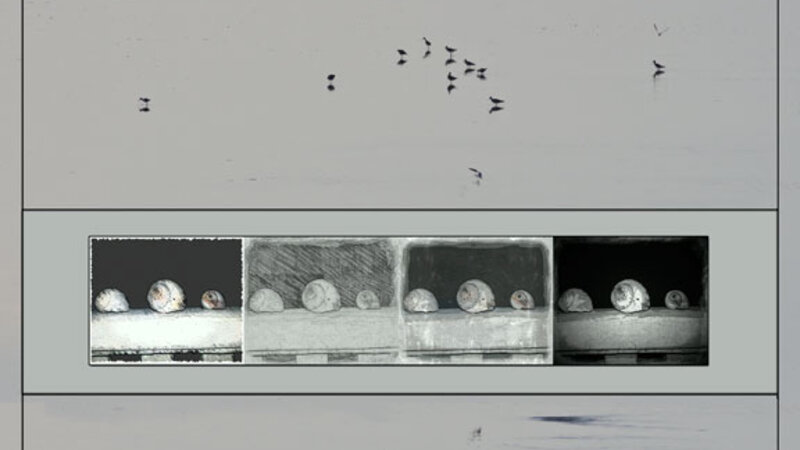 Shorebirds and Seashells