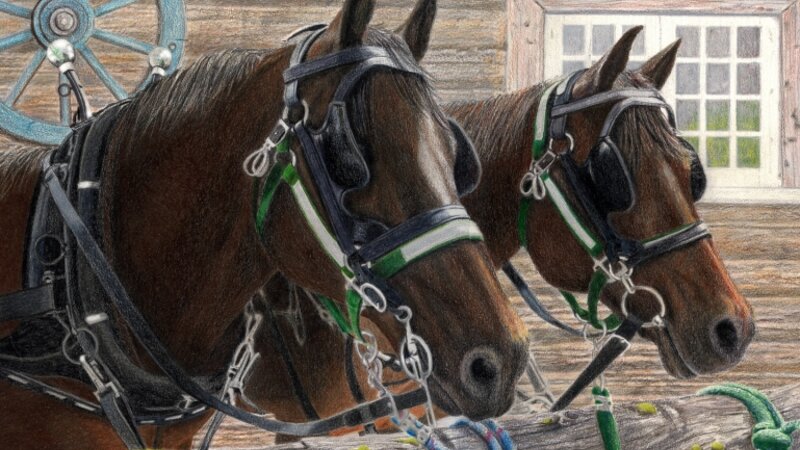 Shyloh and Casey in Harness