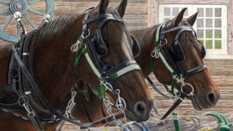 Shyloh and Casey in Harness