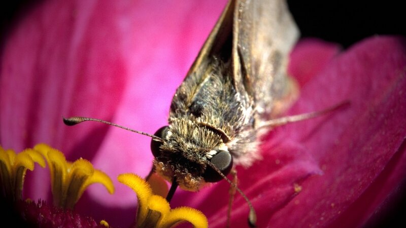 Macro of a Skipper Moth on Zinnia