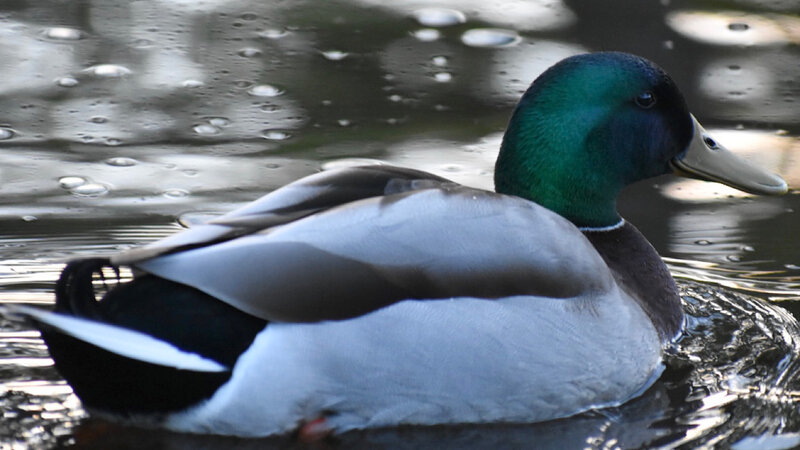 Mallard floating along Sliver Lake