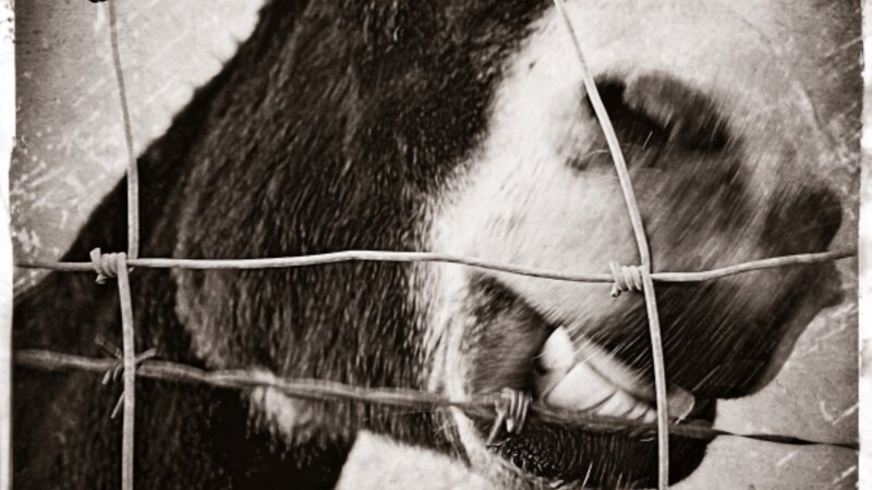 Smile Like You Mean It