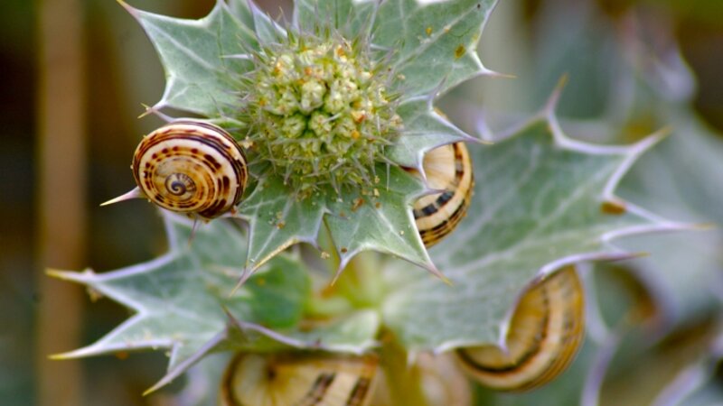 Snails at the beach in Normandy, France