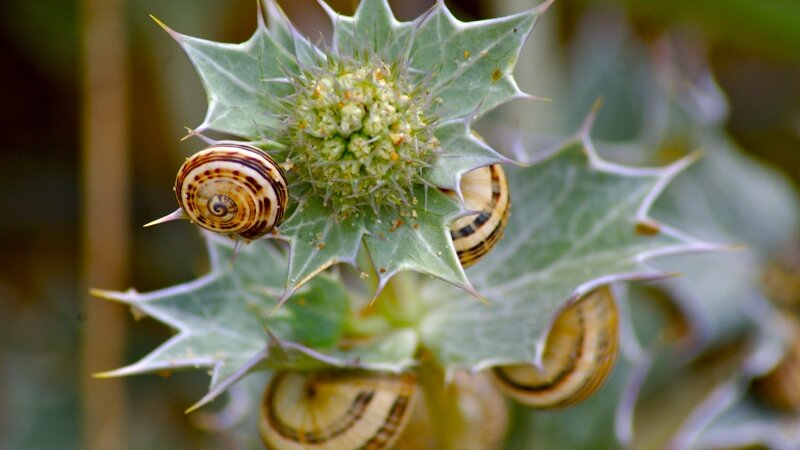 Snails at the beach in Normandy, France