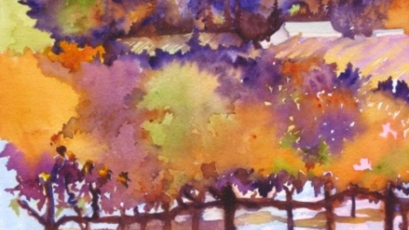 Sonoma County Vineyard III