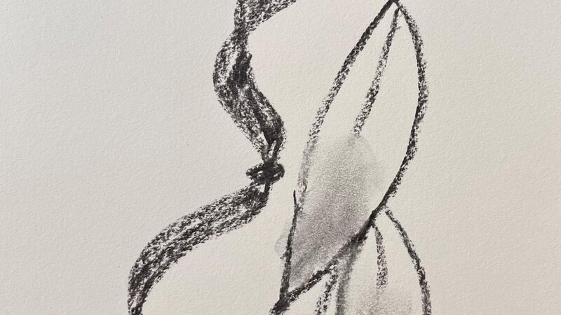 charcoal drawing of feathers 