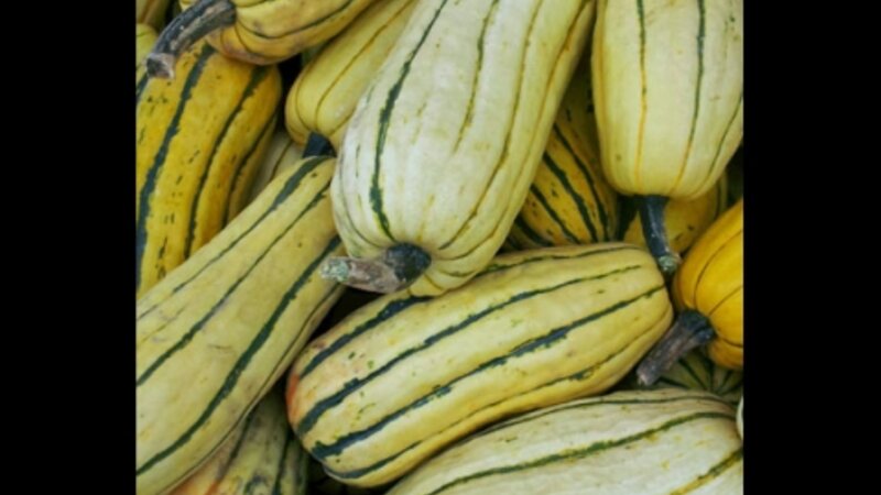 Squash on the Farm - Tabernacle, NJ 2012