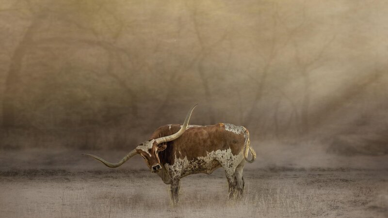 Fragment of the Herd