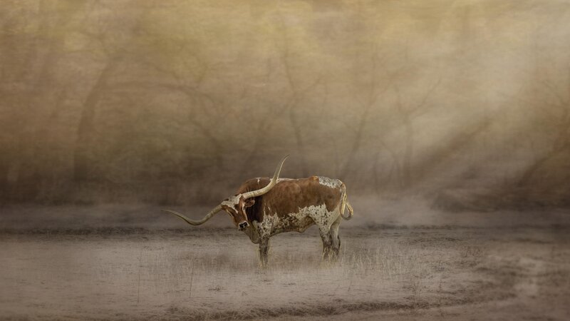 Fragment of the Herd