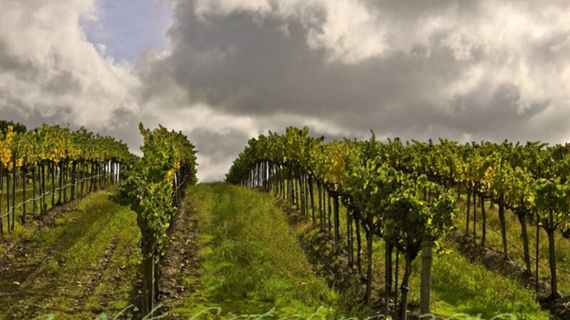 Stormy Vineyard