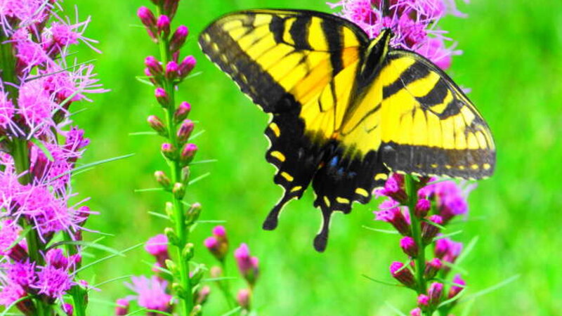 Summer Butterfly