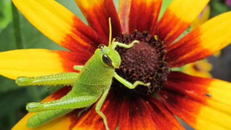 Grasshopper, King of the Blackeyed Susan