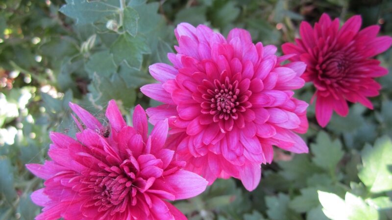 Mums in Bloom