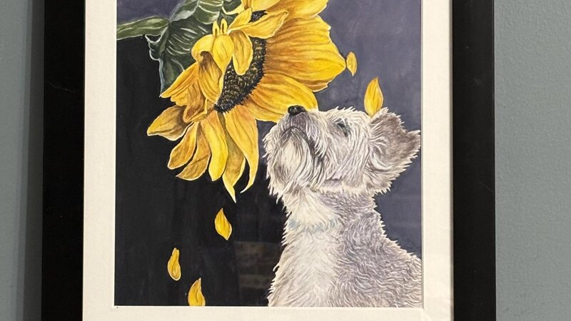 Yorkie with sunflower