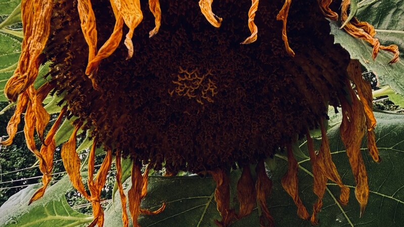 Photo of Sunflower, July 2, 2025.