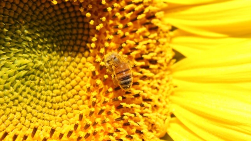 Bzzzzz
