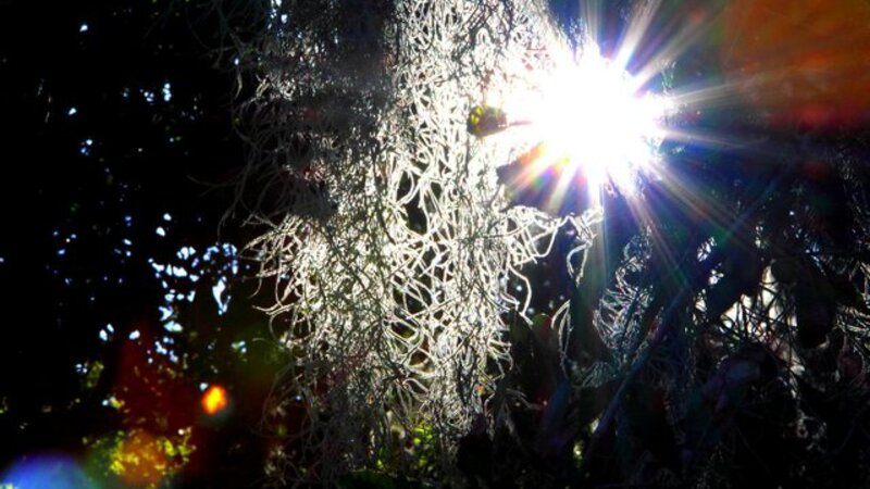 Sunshine and Spanish Moss
