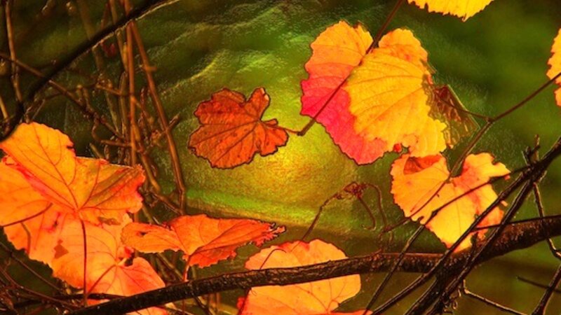 Autumn Vines