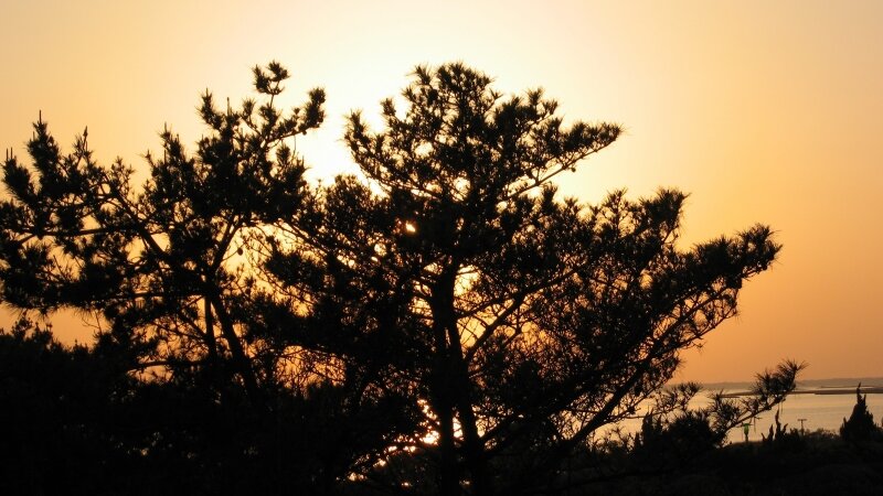 Sunset Pines (1st draft)