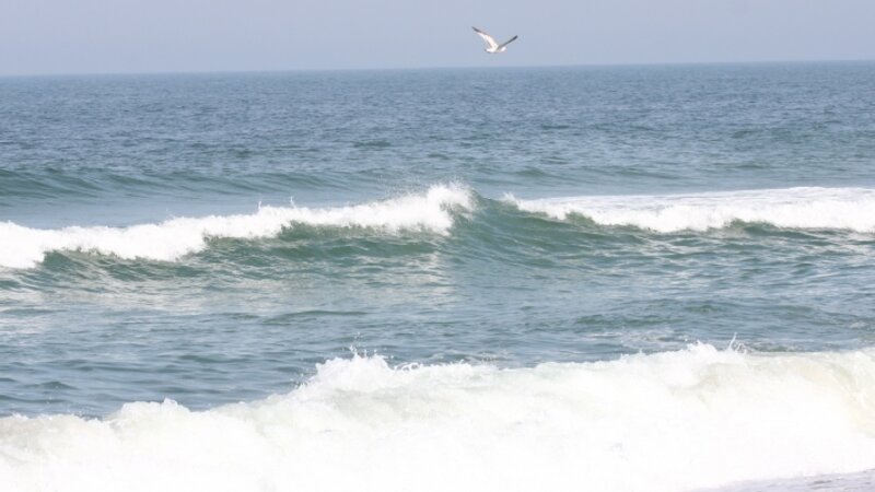 Surfin' Seagull