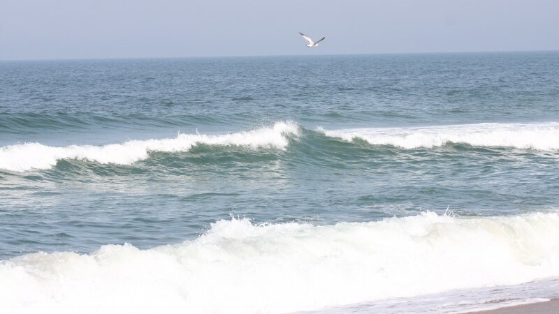 Surfin' Seagull