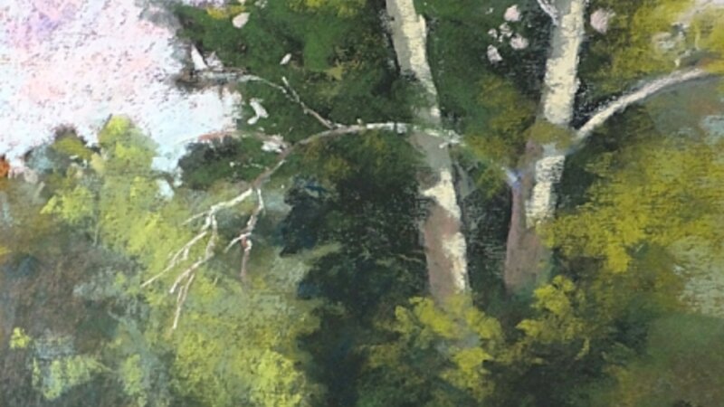 Sycamore on the Carriage Trail