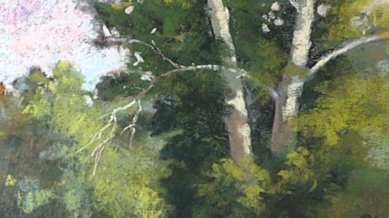 Sycamore on the Carriage Trail