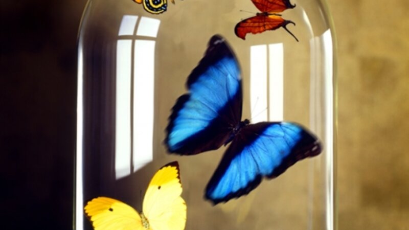 Butterflies under glass