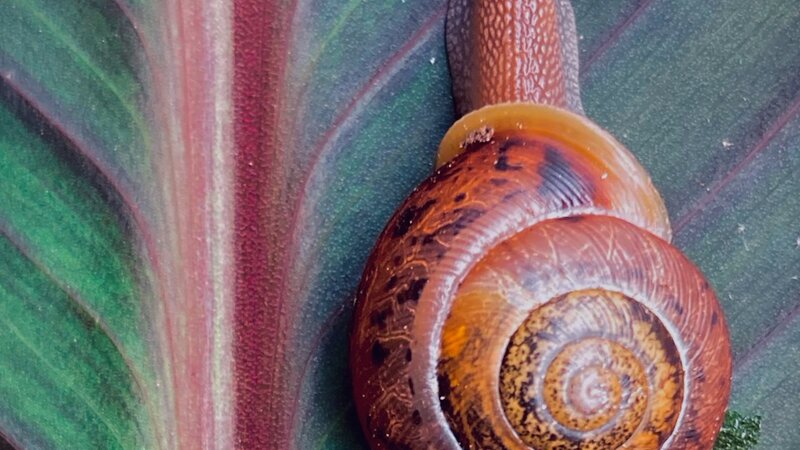 "The Explorers". Photo of snail and Canna lily leaf, June, 2024.