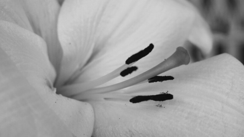 The Lilly