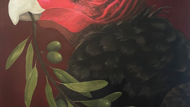 Profile of turkey vulture with olive branch in beak, dark red background