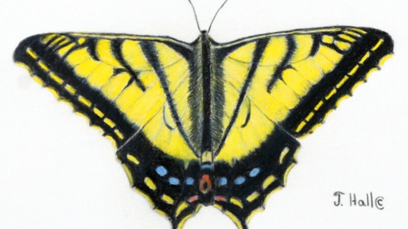 Tiger Swallowtail Butterfly