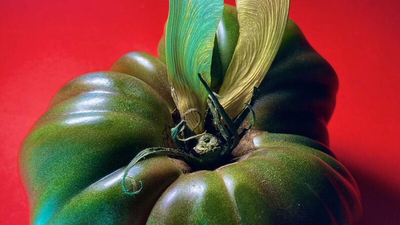 Photo of green tomato with Maple Seedpods. 