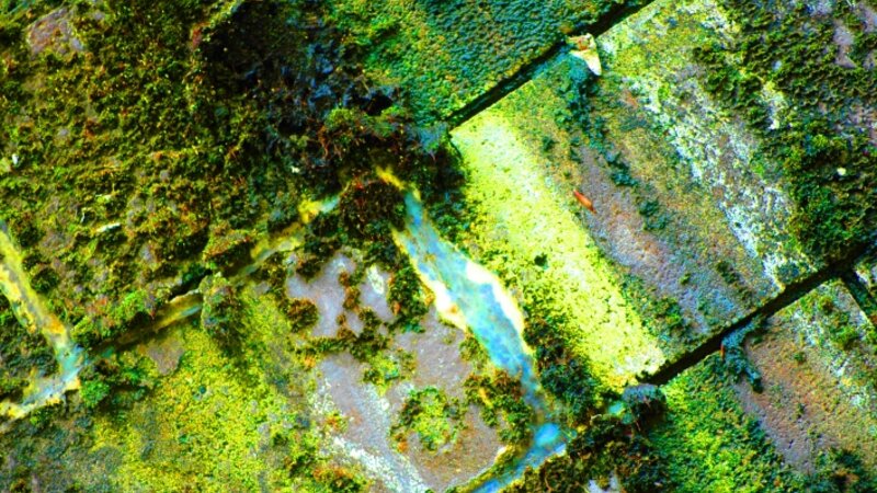 Toxic Moss