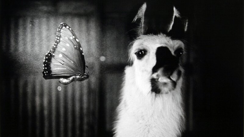 Transitioning Strengthe LamWood Ranch