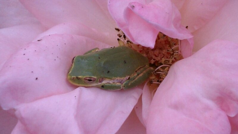 Tree frog