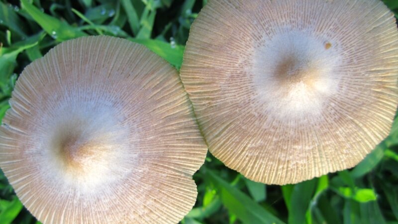 Pink Toadstools