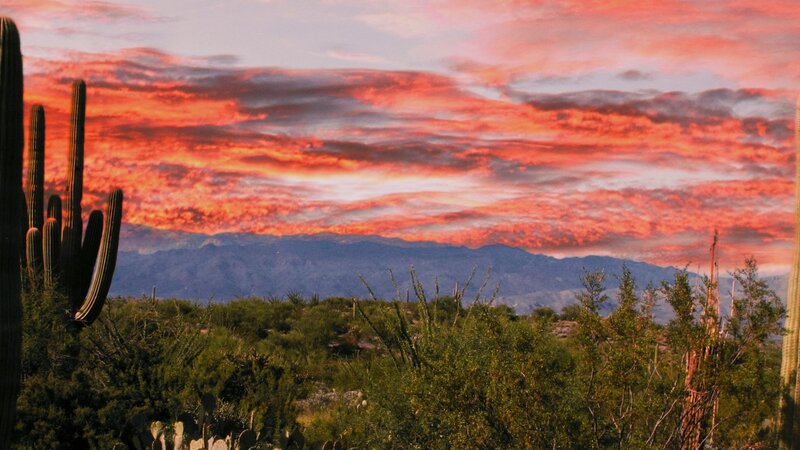 11 x14 metal print Tuscon saguaro