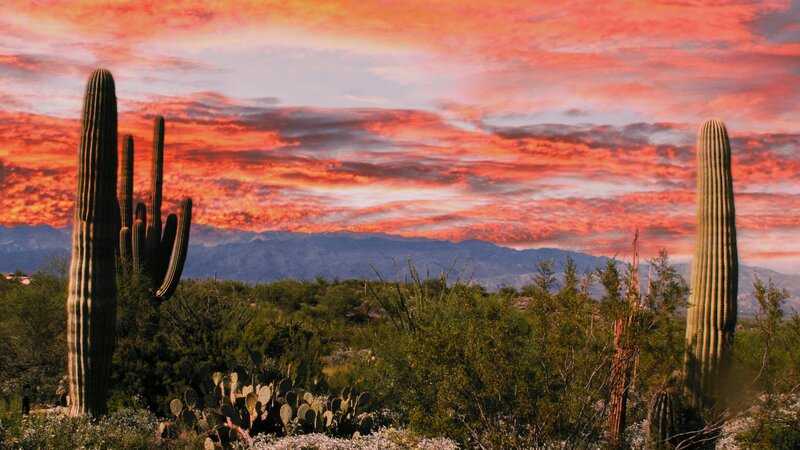 11 x14 metal print Tuscon saguaro