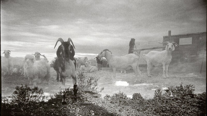 Junior(Unrealistic Seccession) LamWood Ranch