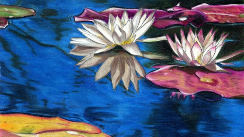 Water Lilies