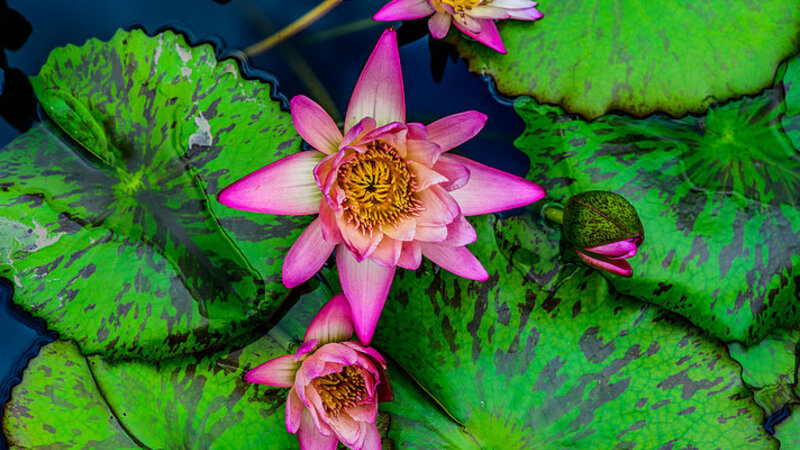 Water Lily