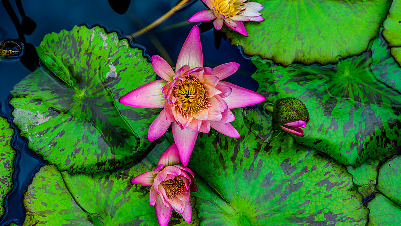 Water Lily
