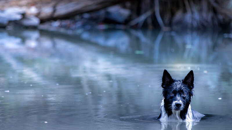border collie in river