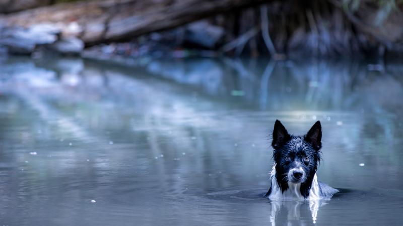 border collie in river