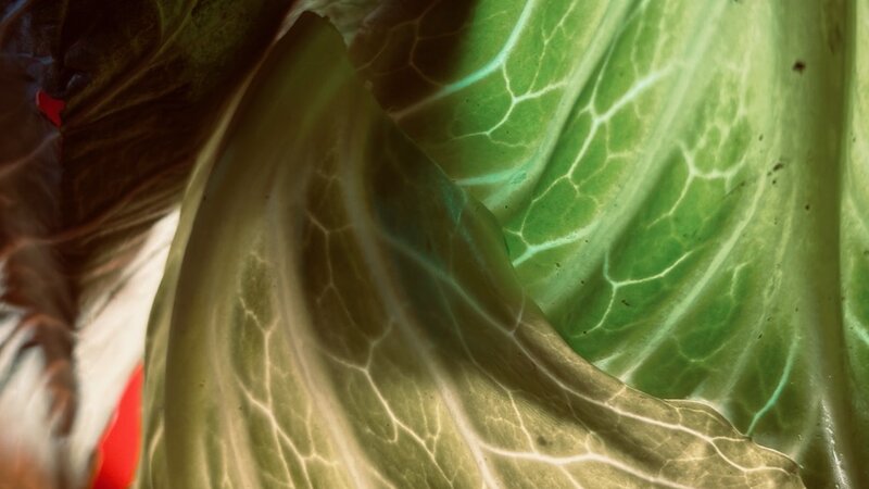 Photo of cabbage leaves. November 24, 2024.