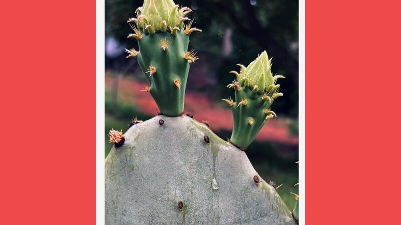 Photograph of cactus blossoms, May 1, 2025.
