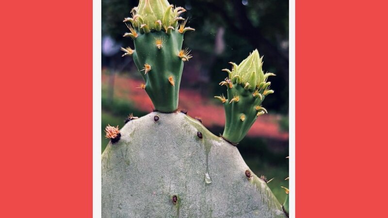 Photograph of cactus blossoms, May 1, 2025.
