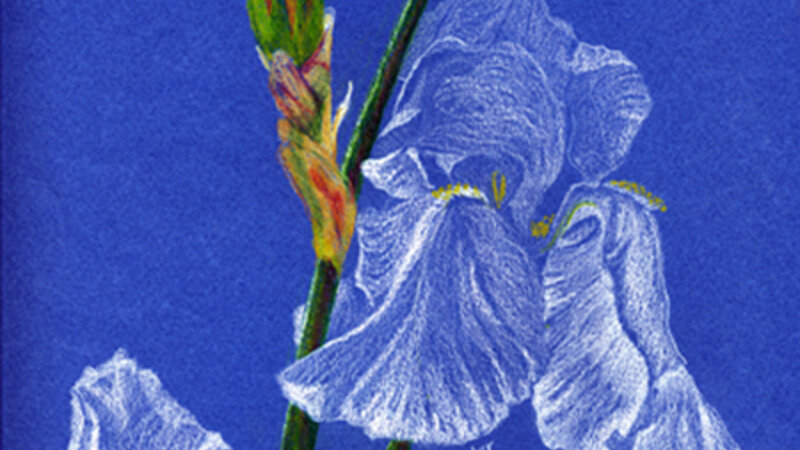 White Iris